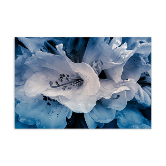 Drops On Azaleas In Blue Postcard